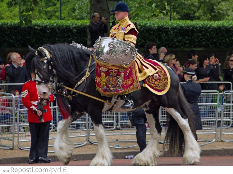 British Army Drum Horse