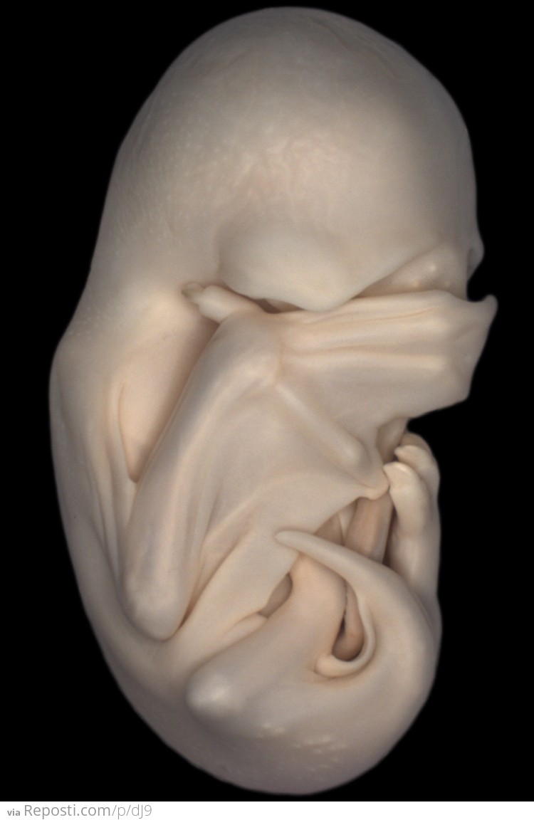 Bat Embryo