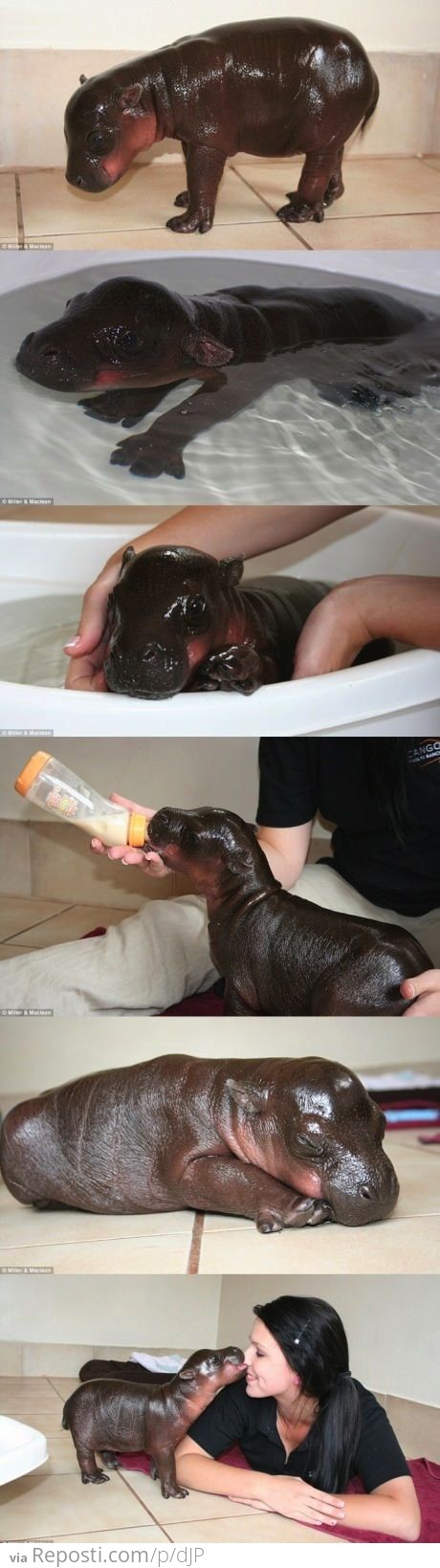 Baby Hippo