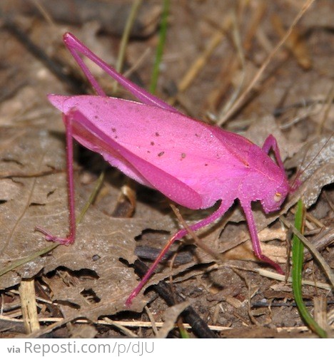 Pink Katydid