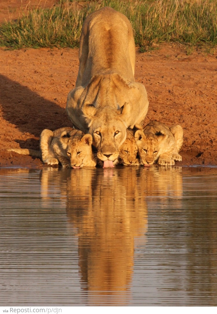 Getting A Drink