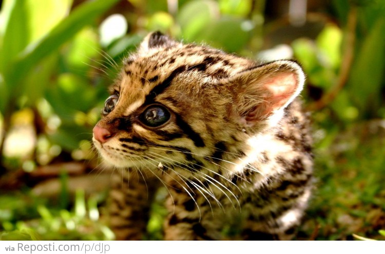 Baby Ocelot