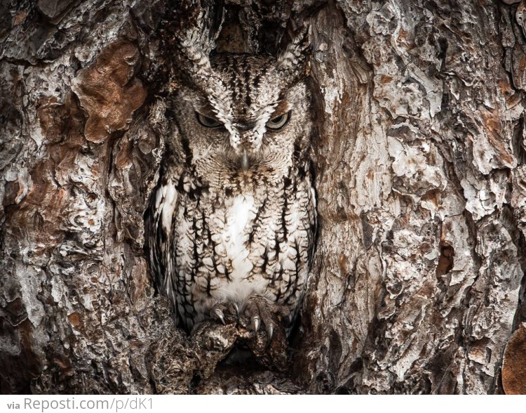 Eastern Screech Owl