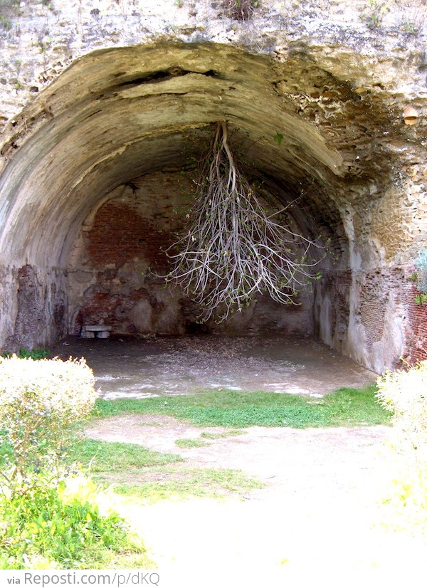 Upside-down Tree