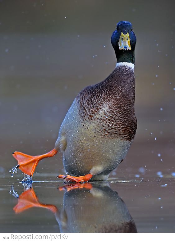 Mallard Slipping