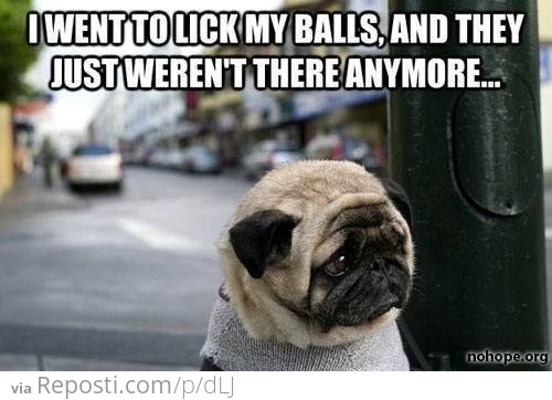 Poor Pug