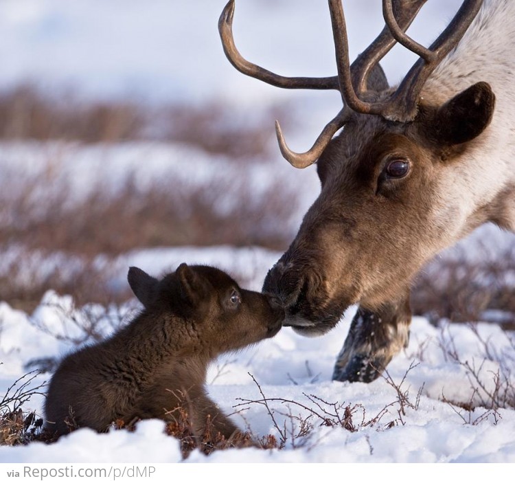 Reindeer