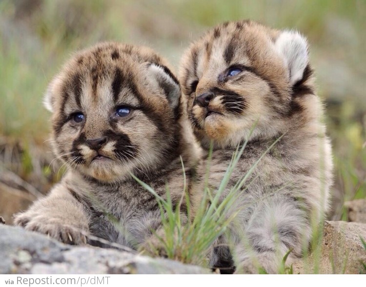 Baby Mountain Lions