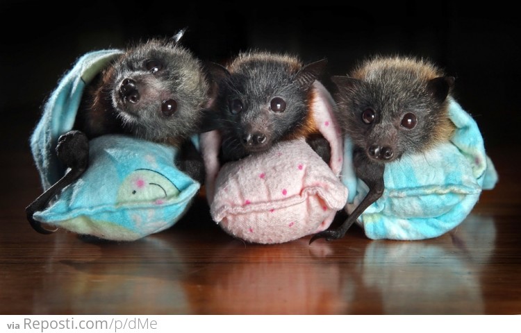 Baby Bats In Mini Sleeping Bags