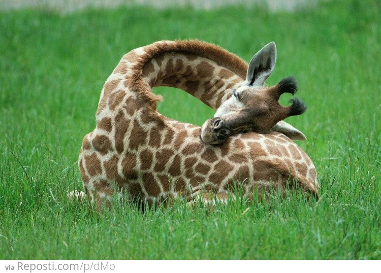 Sleeping Baby Giraffe