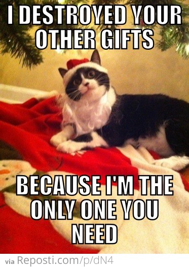 Overly Attached Christmas Cat