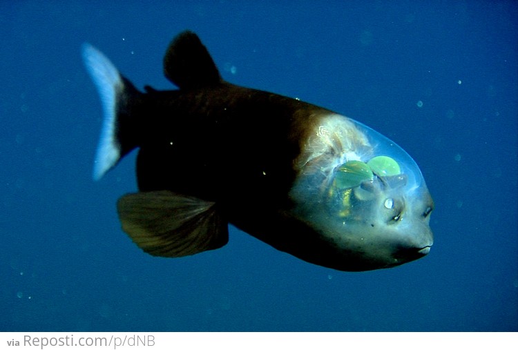 Fish With A Transparent Head