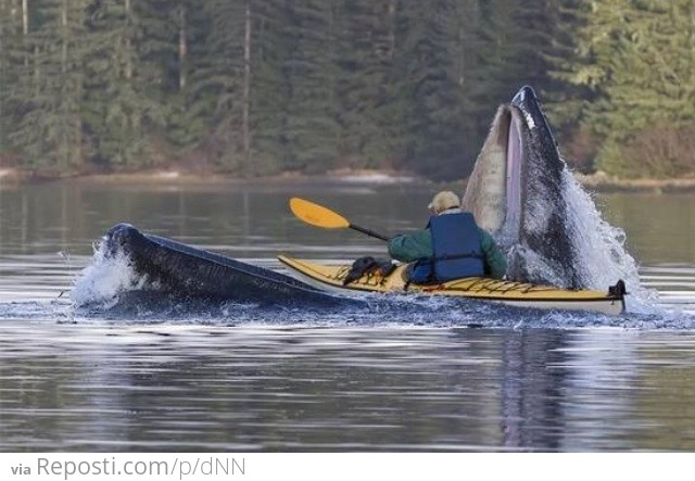 Kayaking in Alaska When Suddenly...