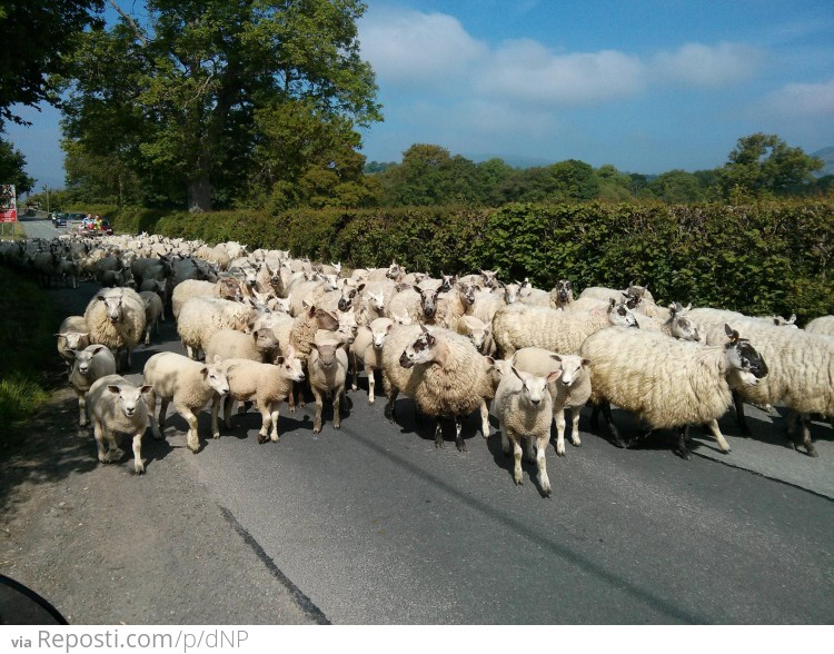 Baaaaah-d Traffic