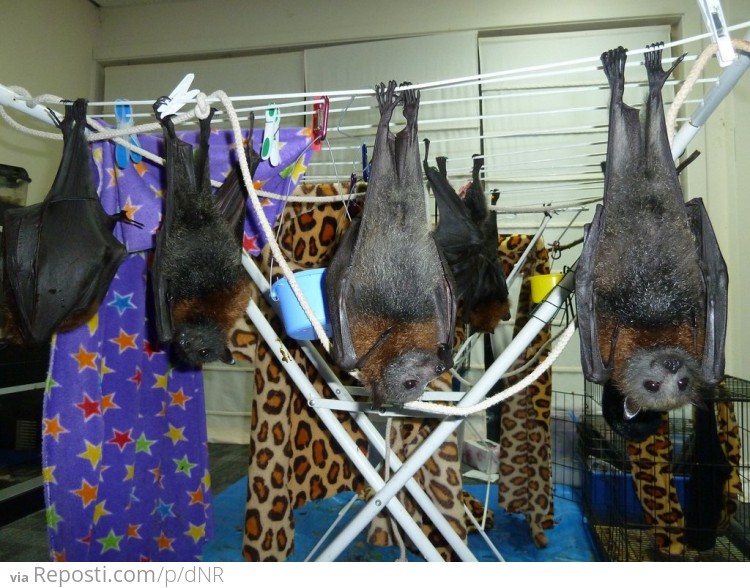 Bats Hanging On A Drier