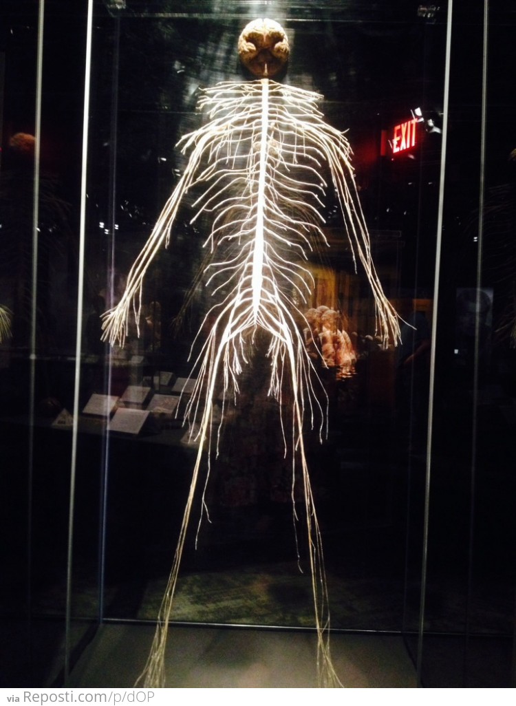 Human Nervous System