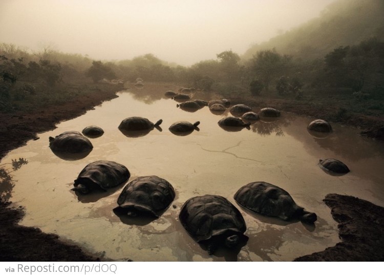 Herd of mud-bathing tortoises at dusk