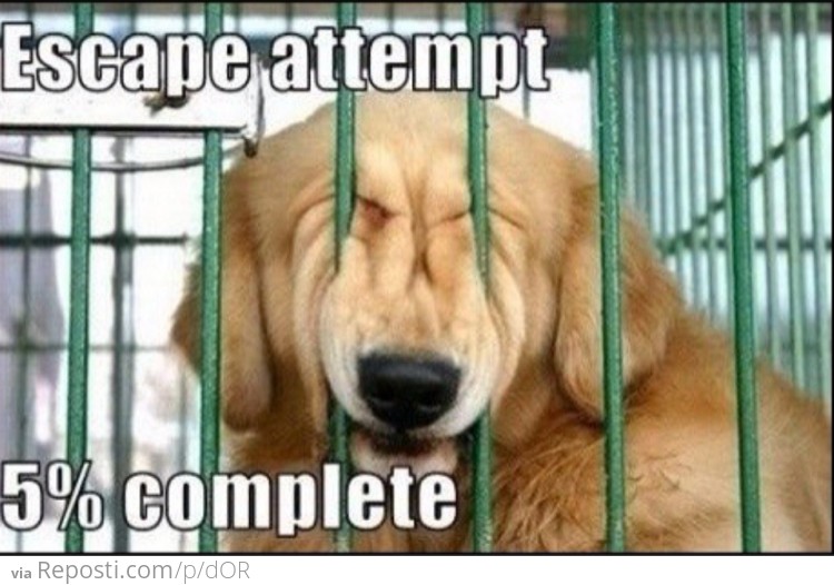 Escape Attempt