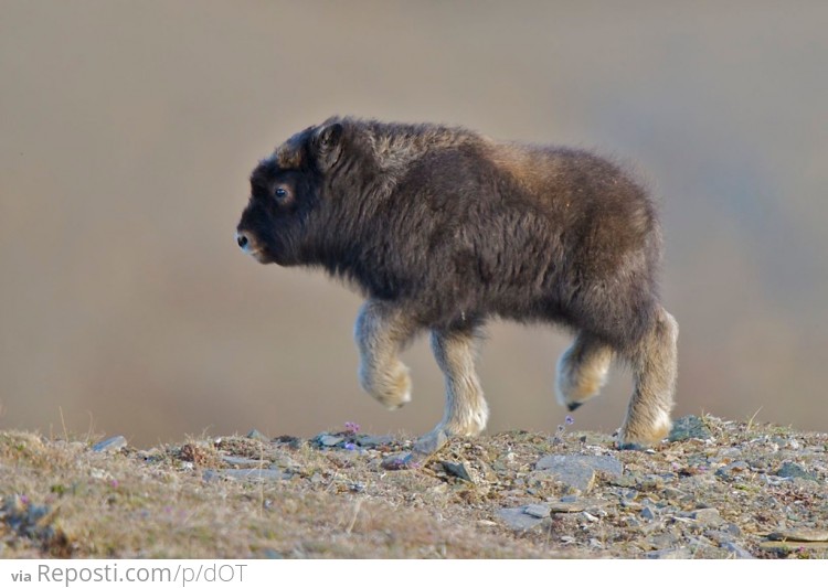 Baby Musk Ox