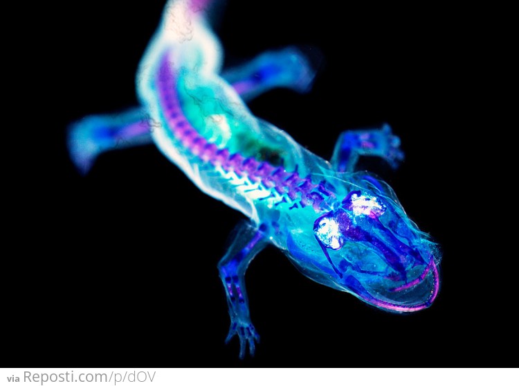 Salamander Under A Blacklight