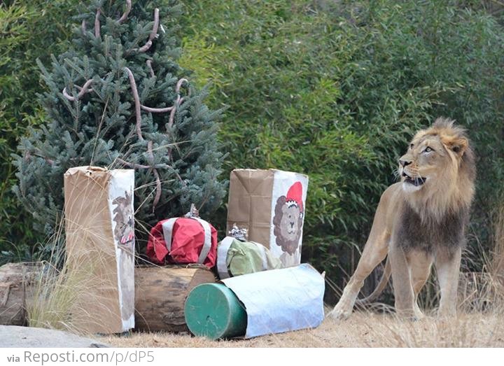 Christmas For Lion