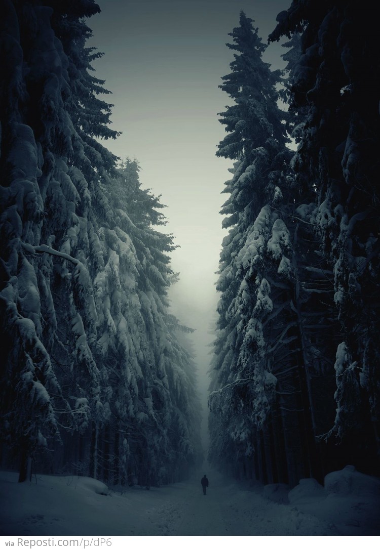 Forest Darkness