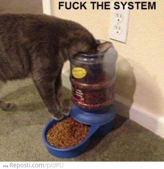 Cat Food