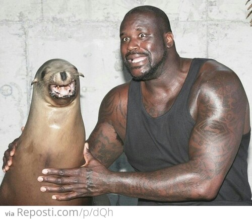 Shaq With A Seal