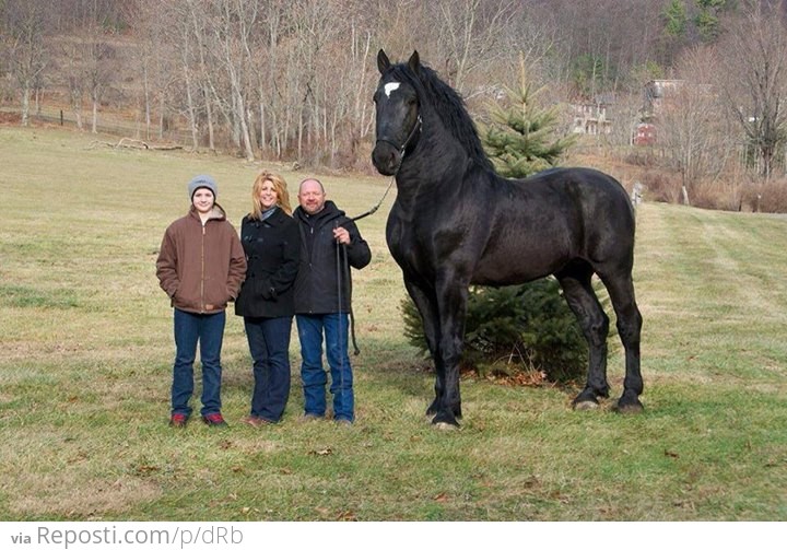 Percheron supreme world champion!