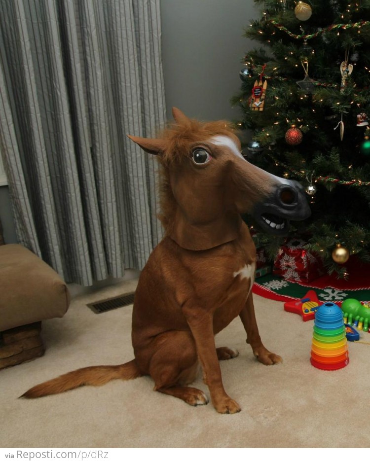 Horse Dog