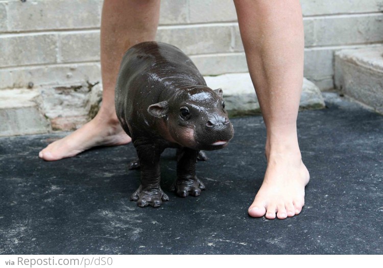 Baby Hippo