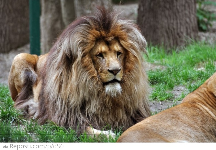 Bad Hair Day Lion