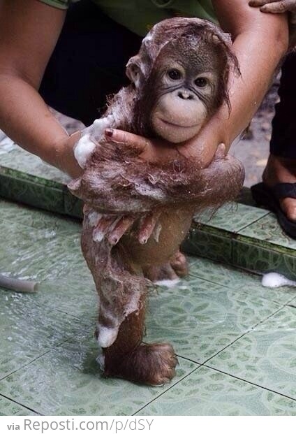 Baby Orangutan Bathing