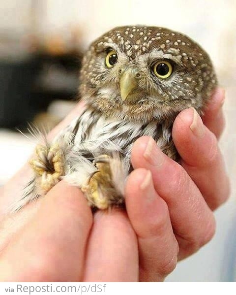 Tiny Owl