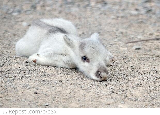 Baby Reindeer