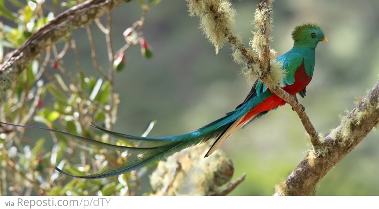 Quetzal