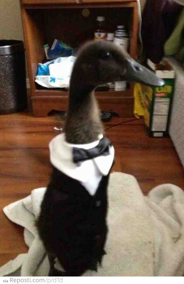 A Duck in a Tux