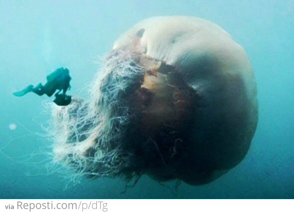 Giant Jellyfish In The Waters Off Japanese Coast