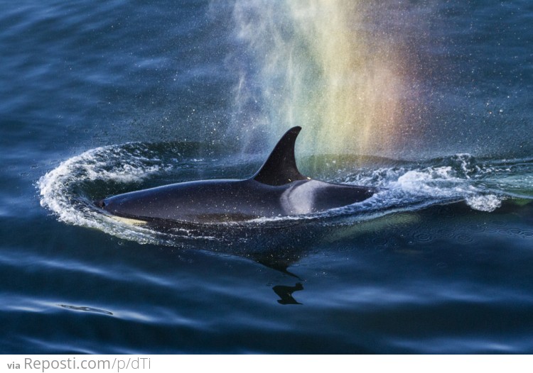 Orca Exhales A Rainbow