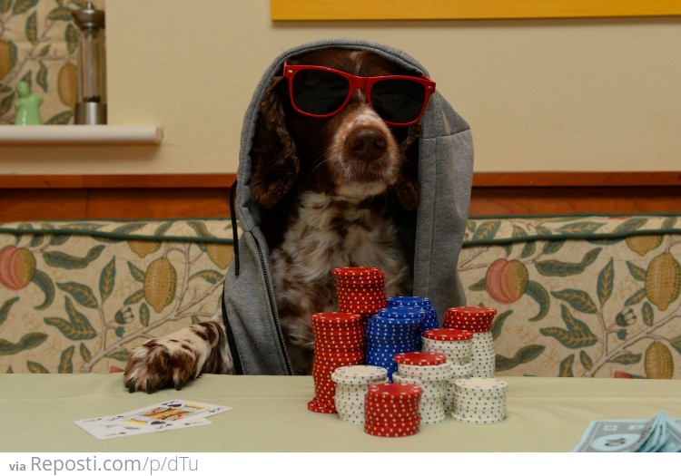 Poker Dog