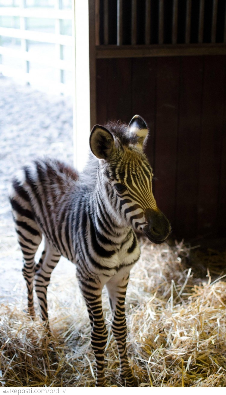 Two Day Old Zebra