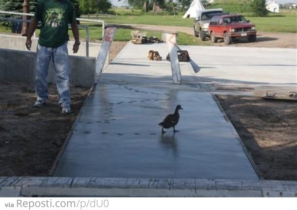 Damnit Duck!