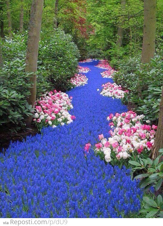 River of Flowers, Netherlands