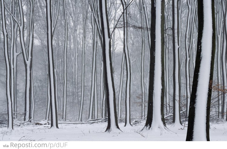 Snow Striped Forest