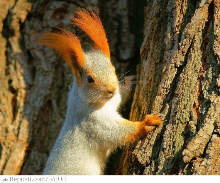 Squirrel