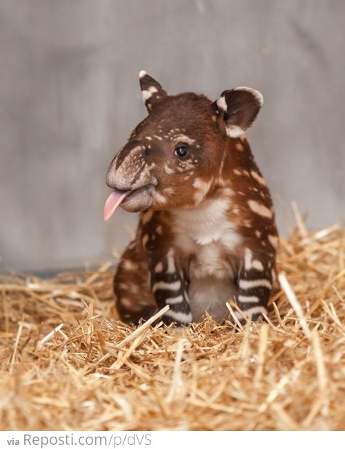 Baby Tapir