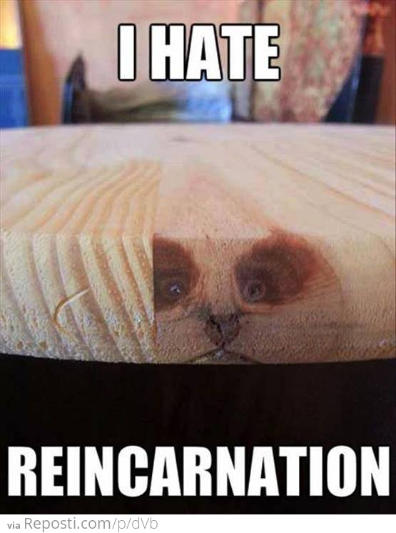 Reincarnation