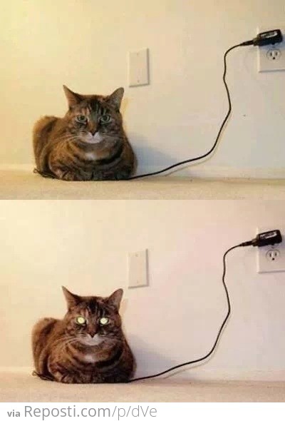 Cat is Charging