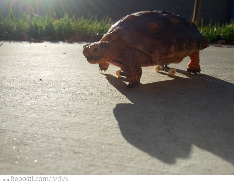 Baby Tortoise Riding A Tiny Skateboard