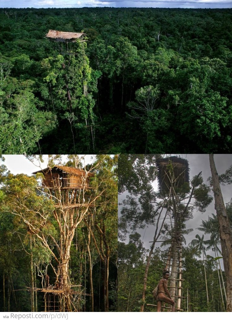 A Treehouse of the Korowai Tribe, New Guinea